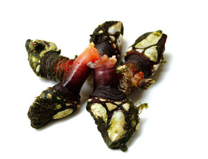 Percebes